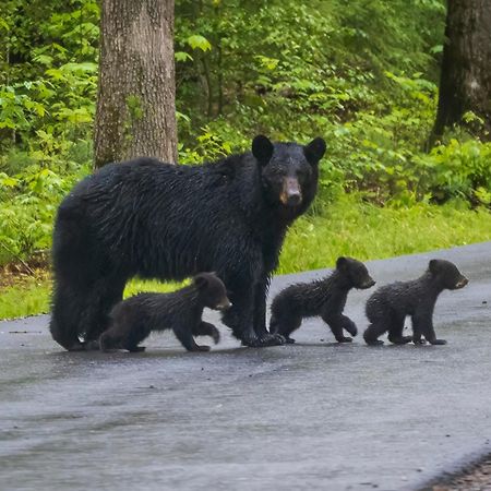 Wilderness Lodge, Hot Tub, Game Room, Pool Access, 1089 Free Tickets Each Paid Day, Dollywood And M Sevierville Extérieur photo